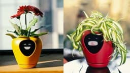 Pametna saksija tumači kako se biljke "osjećaju"