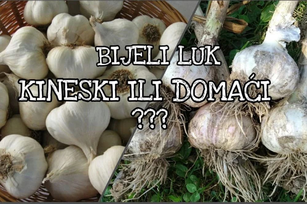 Ne dozvolite da vas prevare: Razlika između KINESKOG I DOMAĆEG bijelog luka