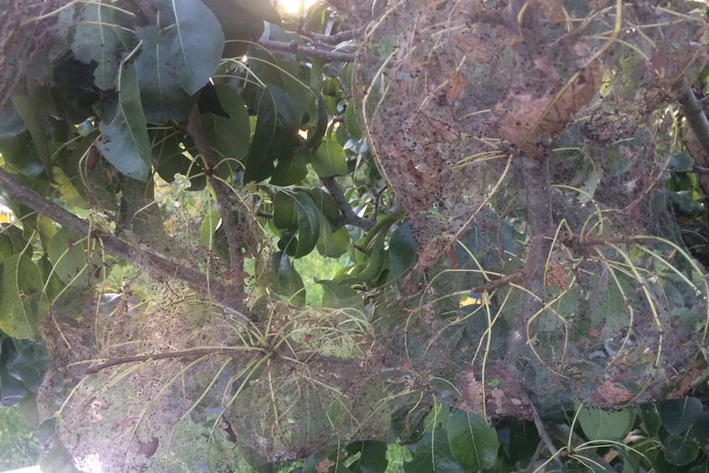 Semberija: Jeziv napad gusjenice na kruški  /VIDEO- FOTO/