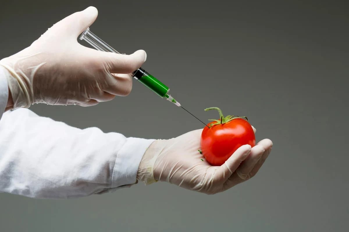 Paradajz crven preko noći!