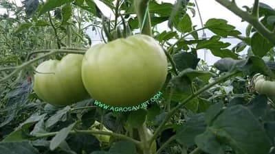 Uz ove savjete imaćete najbolji paradajz ikada