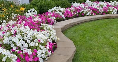 SAVJETI ZA PETUNIJE BEZ MANE