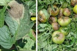 Plamenjača paradajza - Simptomi i zaštita