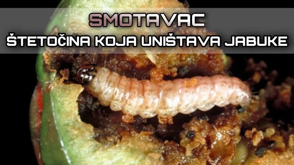 Jabukin smotavac: Štetočina zbog koje su vaše jabuke crvave