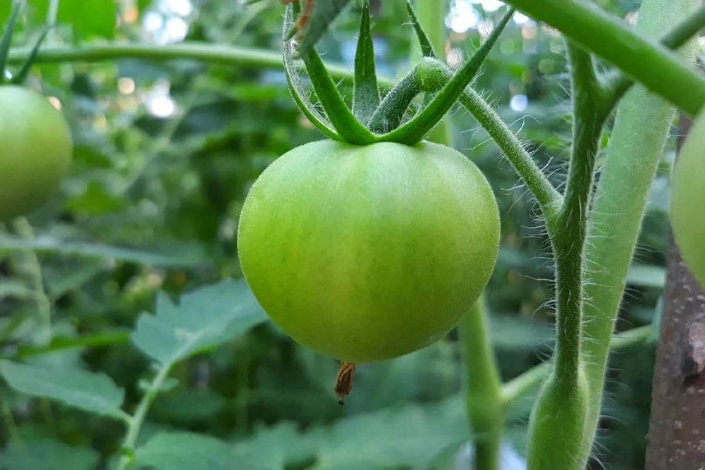 Kako od zaperaka stvoriti nove biljke?