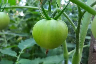 Dvije vrste pepelnica koje mogu smanjiti urod paradajza i paprike i do 70%