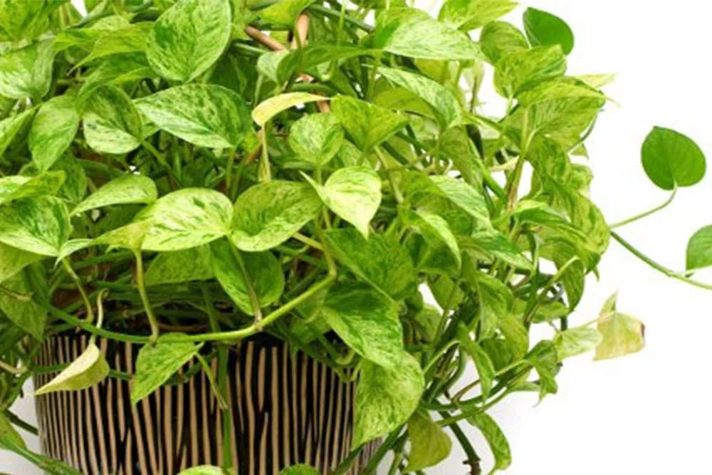 Kako pravilno uzeti pelcer biljke novca - Najbolji način da rasadite zlatni bršljan /VIDEO/