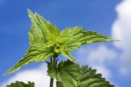 KOPRIVA je nezamijenljiva u borbi protiv svih bolesti - Iznenadiće vas njeno dejstvo na vaše zdravlje!