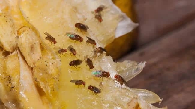 Kako se riješiti voćnih mušica