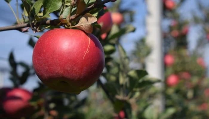 Dijaspora sve više ulaže u proizvodnju zdrave hrane širom BiH