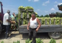 Semberske proizvođače duvana očekuju veliki gubici