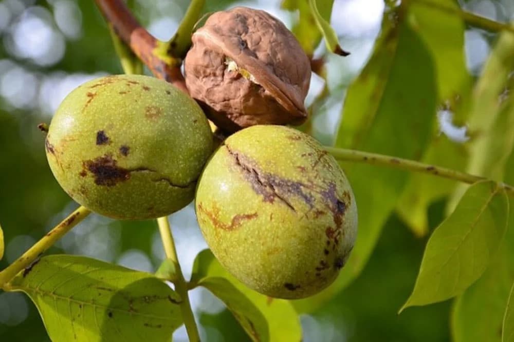 Đubrenje oraha: Obavezna mjera za dobar prinos