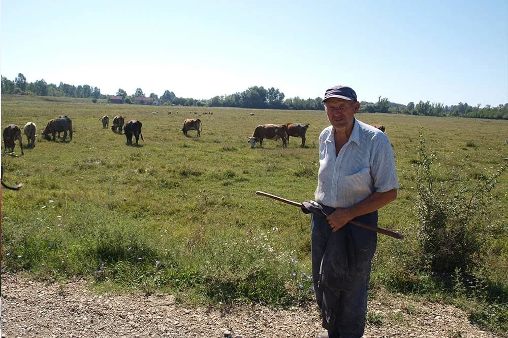 Na pašnjacima u Mačkovcu Nenad uzgaja goveda po sistemu 'krava-tele'