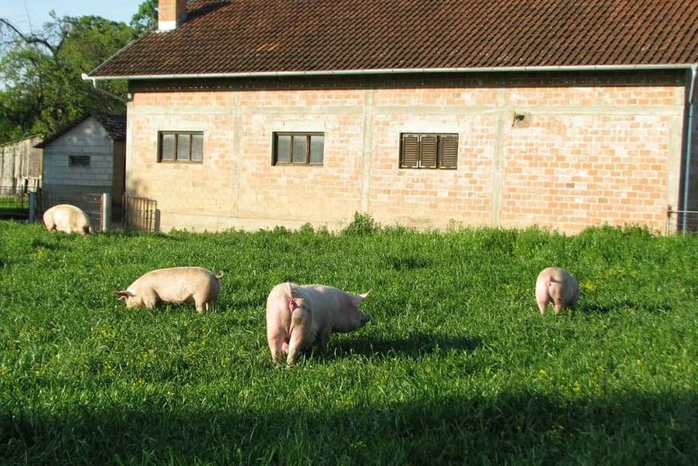 Može li se domaće svinjogojstvo suprostaviti jakom uvoznom lobiju