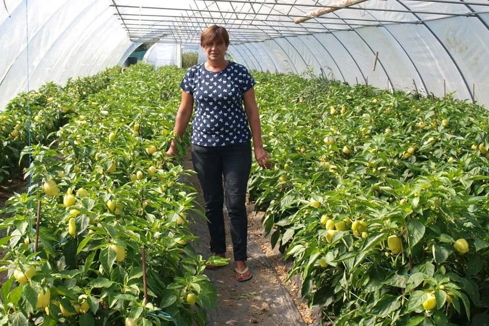 Brano  i Tatjana Račić iz Novog Sela kod Gradiške najveći povrtlari u sjevernom dijelu Lijevče polja