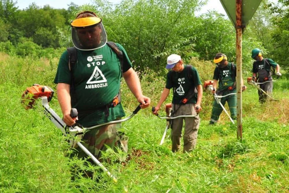 Uništavanje ambrozije obaveza vlasnika i korisnika zemljišta - kazne i do 5000 KM
