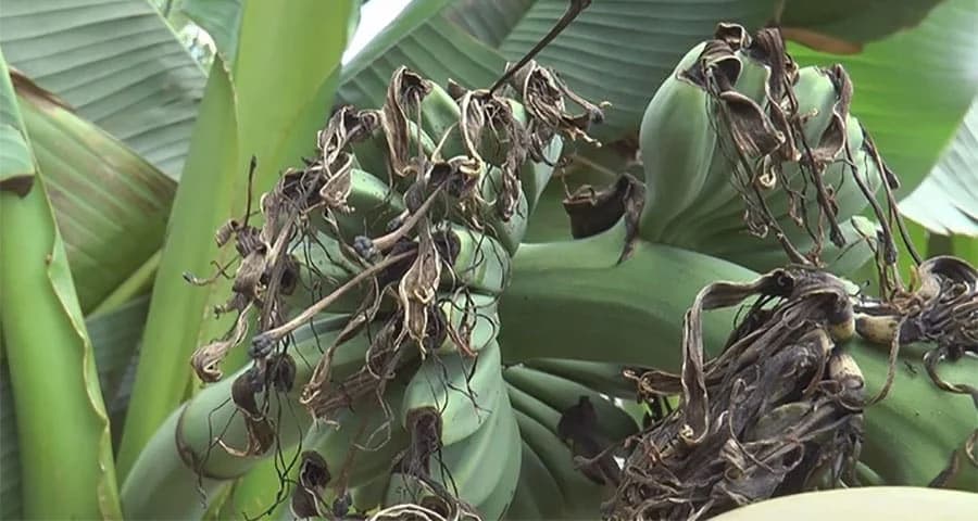 BANANE NAPALA OPASNA GLJIVICA: Hoće li panamska bolest uništiti plantaže