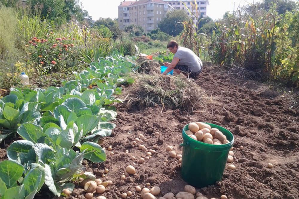Povrtarski radovi u novembru - Kako pripremiti baštu za zimu