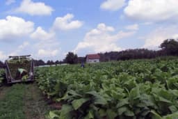 Ugrožena proizvodnja duvana u Semberiji i Majevici