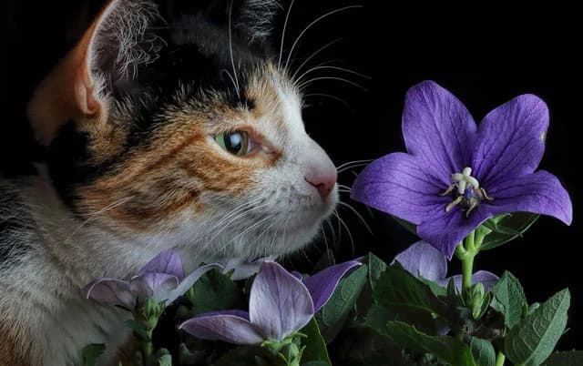 Oprez: 6 biljaka iz domaćinstva koje su opasne po kućne ljubimce