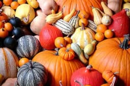 Sve što niste znali o bundevama