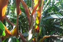 Semberski ratari u problemu sa obljenjem "crvenilo kukuruza"