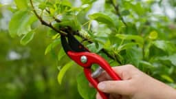 Ljetna rezidba - Bolji prinos voća