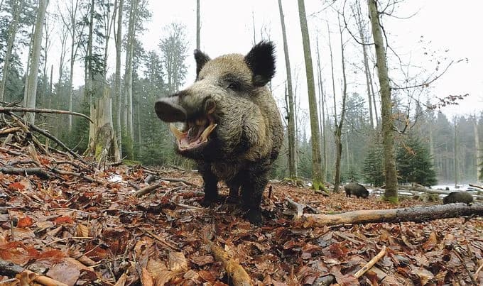 Vepar stradao zbog ljubavi: Domaća svinja mu došla glave