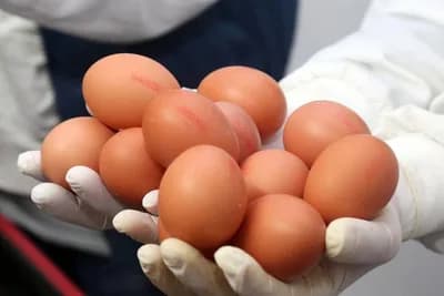 Kako da znate da je jaje od bolesne kokoške: 3 stvari to otkrivaju!