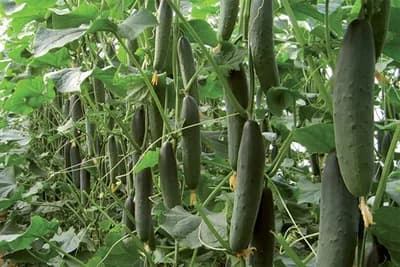 Krastavac u aprilu, ako posijete na vrijeme