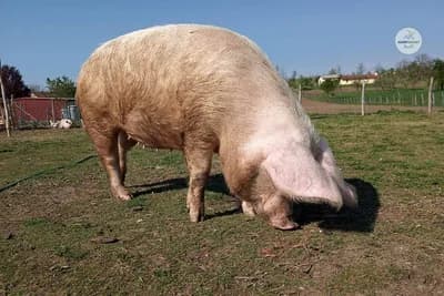 Zabaranjen uvoz svinjskog mesa iz Srbije zbog afričke kuge