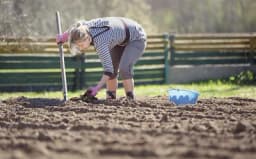 Kada je idealno vrijeme za sadnju luka