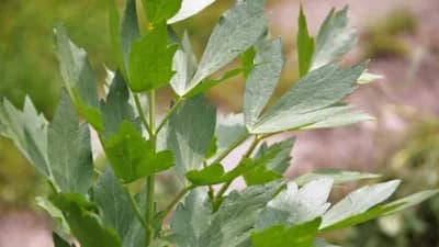 SELEN: Sve što treba da znate o načinu gajenja i ljekovitosti