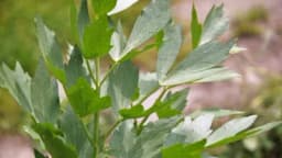 SELEN: Sve što treba da znate o načinu gajenja i ljekovitosti