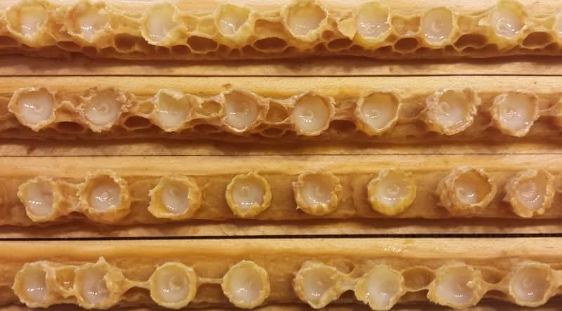 Neistražena moć matičnog mliječa - Ljekovita svojstva i upotreba