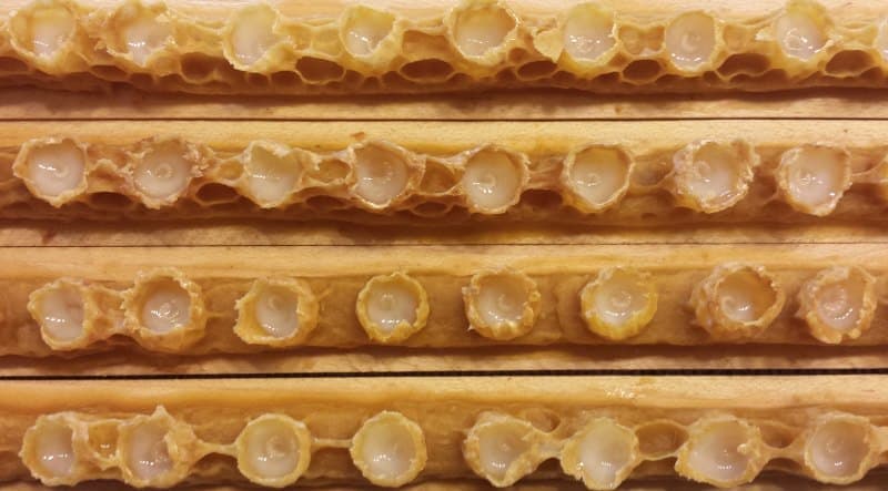 Neistražena moć matičnog mliječa - Ljekovita svojstva i upotreba