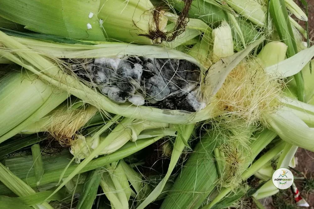 mjehurasta gar kukuruza