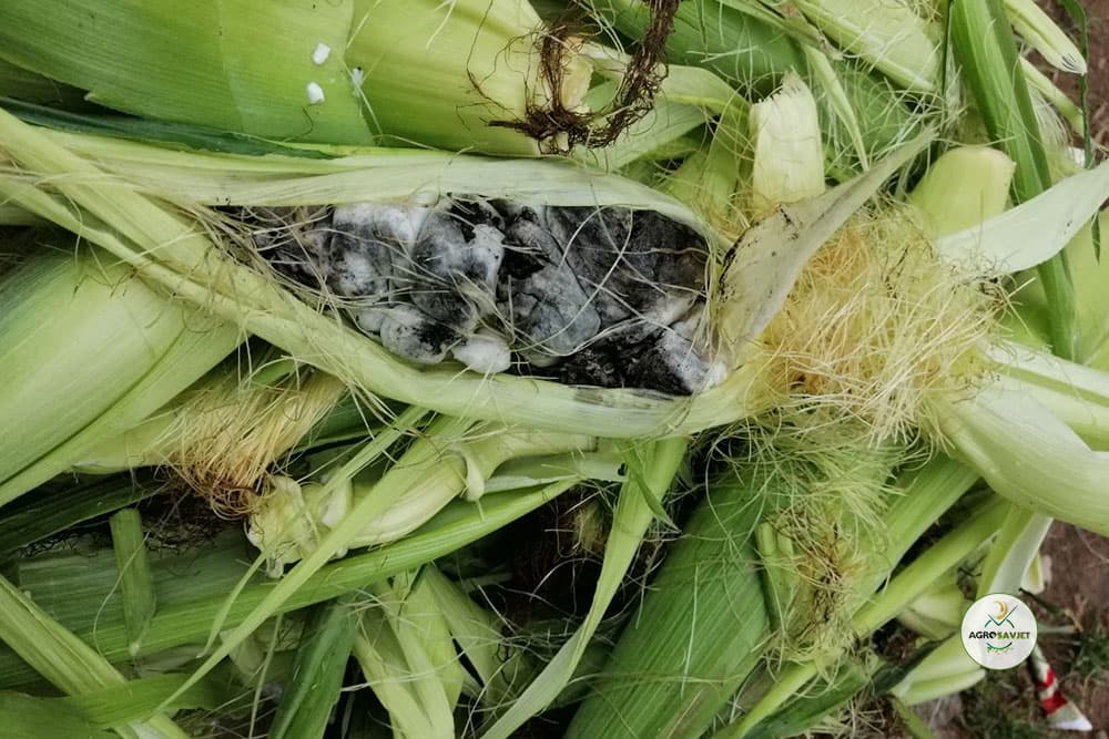 mjehurasta gar kukuruza