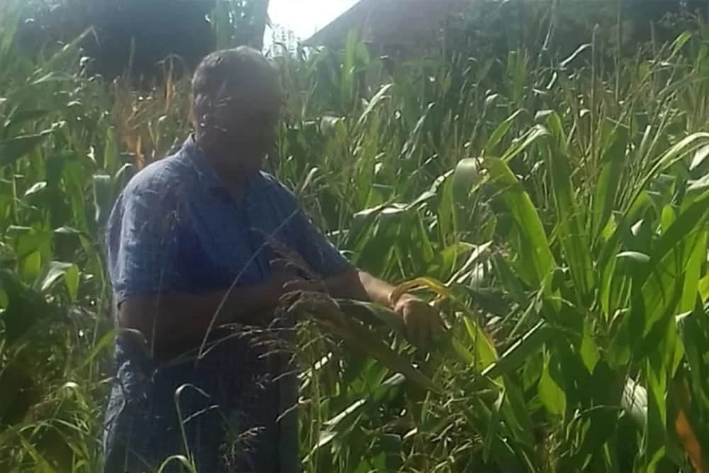 SEMBERSKI RATARI NA MUKAMA Rod kukuruza uništilo “crvenilo”