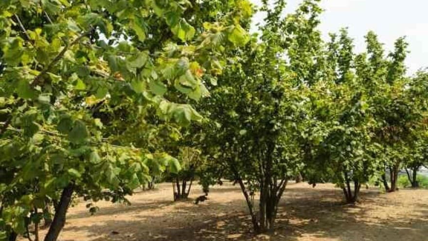 Kako pravilno orezati lijesku?