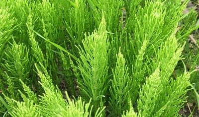 Poljski rastavić ili preslica - Koji dio biljke se koristi u ljekovite svrhe?