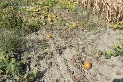 Suša spžila njive u Srpskoj