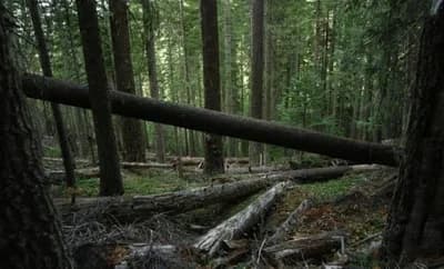 Šume RS u prvom polugodištu u minusu od 2,6 mil KM - U toku proizvodno-finansijska konsolidacija