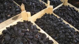 Postupak sušenja šljive