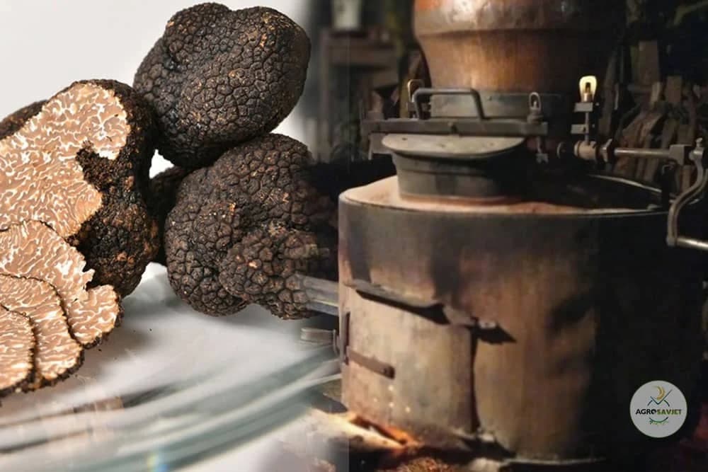 Od tartufa prave rakiju