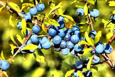 Trnjina: Ljekoviti dar prirode koji se koristi i za ogrijev
