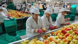 "Vitaminka" traži 50 radnika