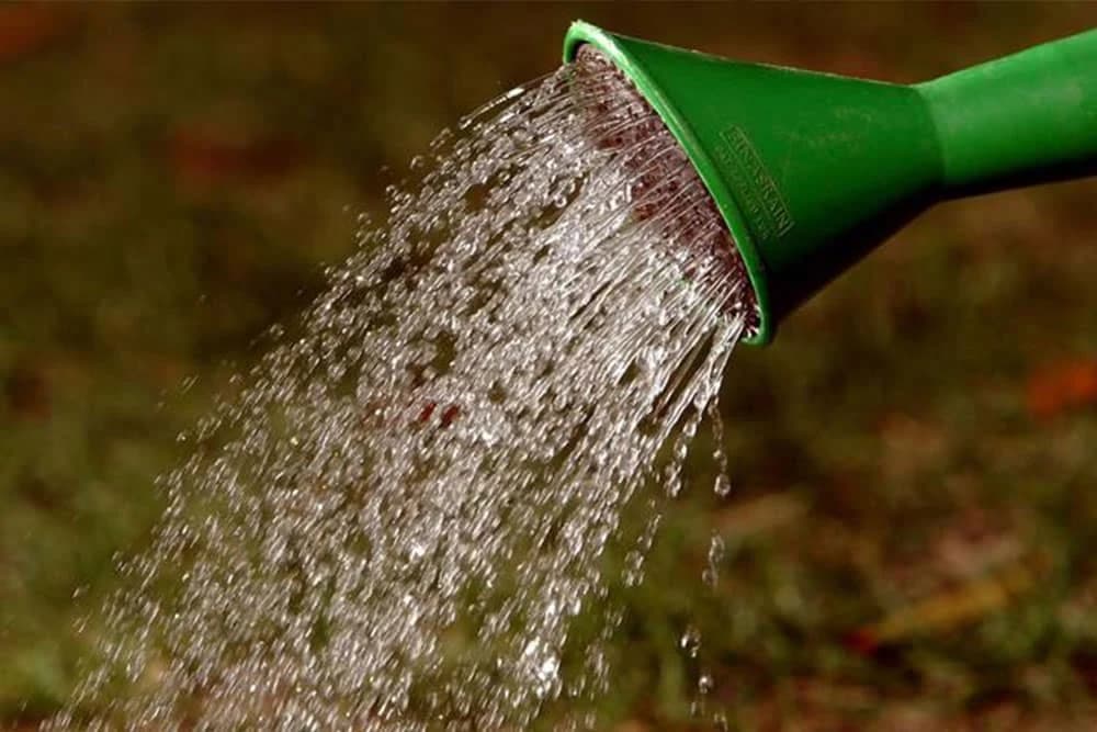 10 zlatnih pravila zalijevanja