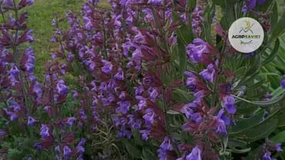 Žalfija: Prirodni antiseptik i antibiotik