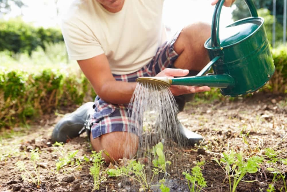 Nepravilnim zalijevanjem šokirate povrće